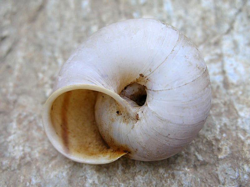 Chilostoma cingulatum da Verona